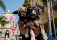 Adopta desde Casa del CBA Córdoba busca hogar para once cachorros caninos