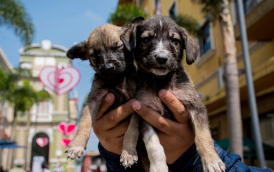 Adopta desde Casa del CBA Córdoba busca hogar para once cachorros caninos