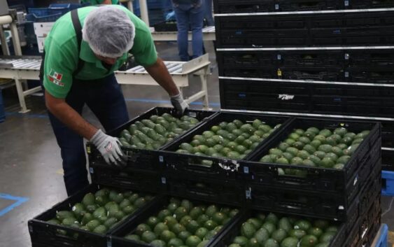 Aguacate mexicano, Gana a Brady en el último cuarto del Super Bowl pese a la pandemia