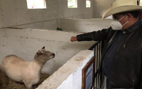 Tendrá Huayacocotla un Centro de Mejoramiento Genético de Ganado Ovino y Caprino: SEDARPA