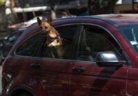 Momento inédito en San Lázaro: un diputado subió a tribuna con una perrita