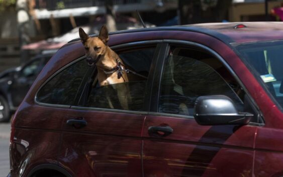 Momento inédito en San Lázaro: un diputado subió a tribuna con una perrita