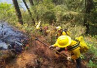 Incendio Forestal en La Perla fue liquidado; Calcahualco reporta 100% de control y 95% de liquidación