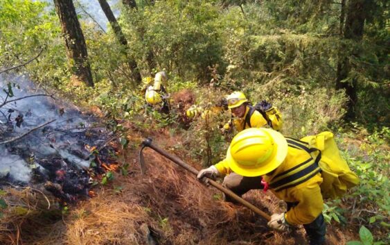 Incendio Forestal en La Perla fue liquidado; Calcahualco reporta 100% de control y 95% de liquidación