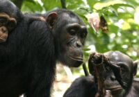 Nueve simios en EU, los primeros animales en recibir vacuna contra el covid-19