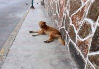 Continúa abandono y maltrato animal en Córdoba