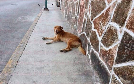 Continúa abandono y maltrato animal en Córdoba