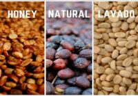 Procesos del Café: Lavado, Natural y Honey