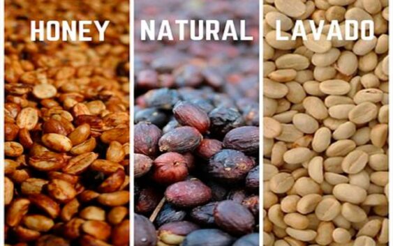 Procesos del Café: Lavado, Natural y Honey