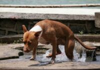 Autoridades piden cuidar a las mascotas durante la temporada de calor