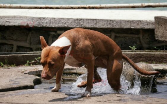 Autoridades piden cuidar a las mascotas durante la temporada de calor