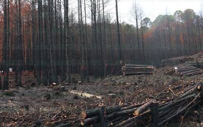 Veracruz está ardiendo; múltiples incendios