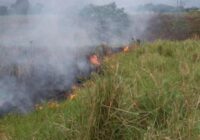 Siguen los incendios pastizales en Xalapa