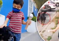 Tienen que tener casa: Niño se hace viral por entrevistar a perritos de la calle; da emotivo mensaje