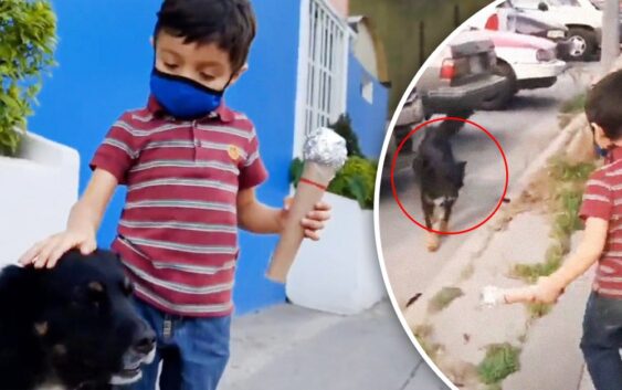 Tienen que tener casa: Niño se hace viral por entrevistar a perritos de la calle; da emotivo mensaje