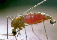 Recomienda IMSS Veracruz Sur aplicar medidas preventivas contra paludismo