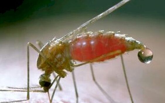 Recomienda IMSS Veracruz Sur aplicar medidas preventivas contra paludismo