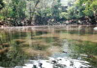 Mueren peces del Río Atoyac por suciedad en el agua