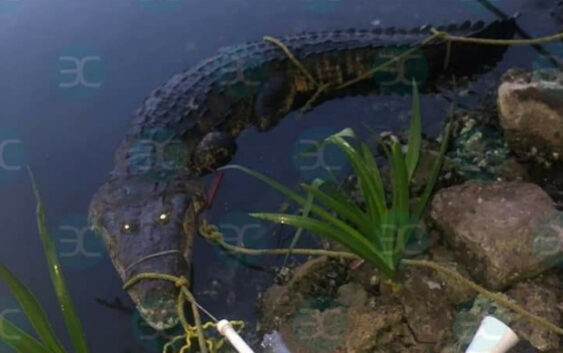 Cocodrilo ataca y priva de la vida a una mujer que lavaba ropa a orillas de la Laguna del Carpintero