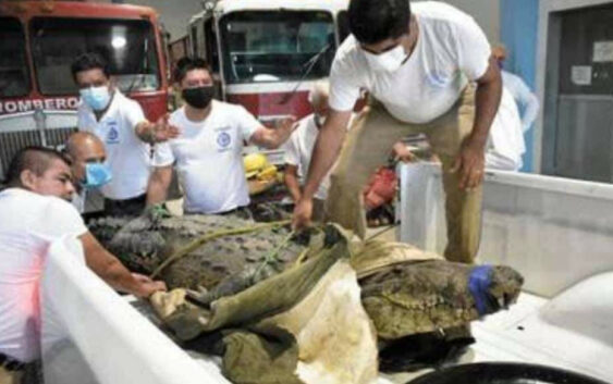 Juancho, el cocodrilo que mató a una mujer en Tampico, es liberado