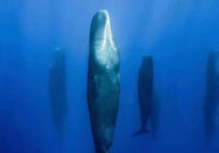 Documentan cachalotes en el Mediterráneo para un libro sobre estas bellas criaturas