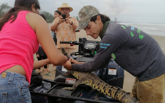 Ubican cocodrilo en playas de Tuxpan, los trasladan para su liberación a zona de manglares