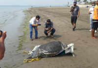 En 2021 han muerto más de 15 tortugas por trabajo de pescadores