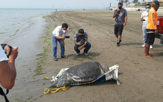 En 2021 han muerto más de 15 tortugas por trabajo de pescadores
