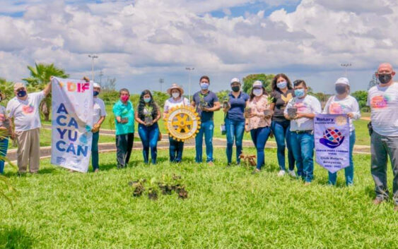 Personal del DIF Acayucan y Rotaract plantaron árboles frutales donados