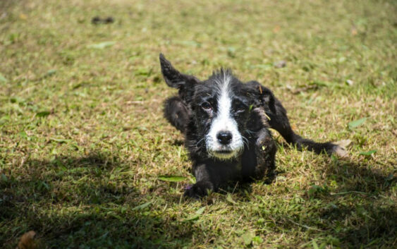 Once canes buscan nuevo hogar a través de campaña Adopta desde Casa en Córdoba