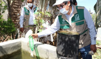 Explica IMSS Veracruz Sur síntomas y prevenciones contra el dengue