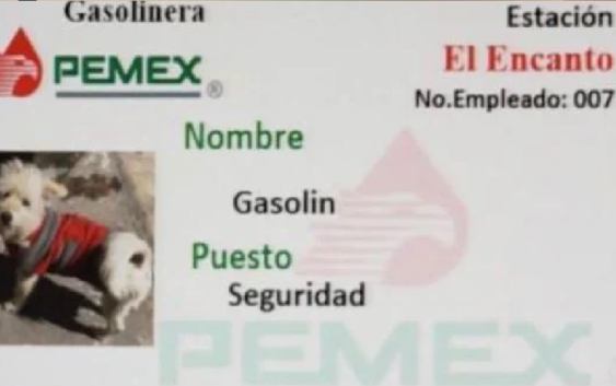 Gasolinera adopta a un perro sin hogar y lo nombra “empleado de seguridad”
