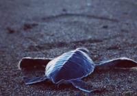 Milagros de la naturaleza en Playa de Santander