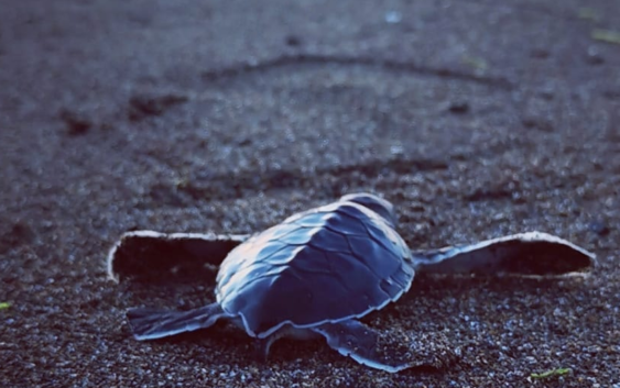Milagros de la naturaleza en Playa de Santander