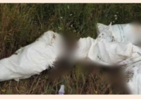 Se reportan hallazgo de bolsas con restos humanos en comunidad de Omealca Veracruz