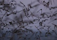 Los ‘parientes’ del COVID infectan a miles cada año… y una próxima pandemia nos amenaza