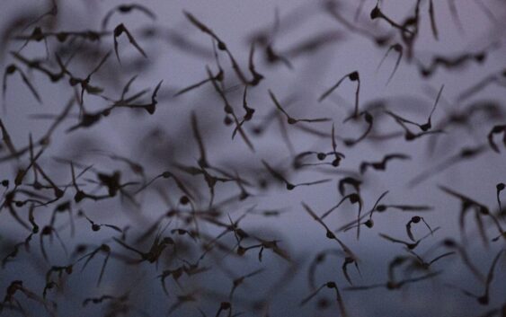 Los ‘parientes’ del COVID infectan a miles cada año… y una próxima pandemia nos amenaza