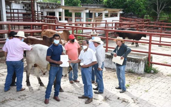 Apoyo a los productores ganaderos