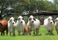 Nunca se robaron 150 semovientes en “El Relicario”