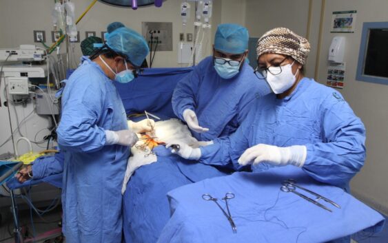 En 2021 IMSS ha realizado mil 69 trasplantes y procurado 371 donaciones cadavéricas