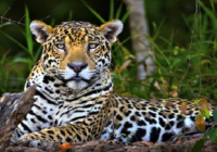 El Tren Maya fractura el corredor biológico del jaguar