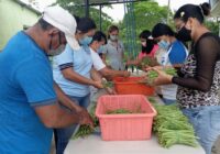 AYUNTAMIENTO DE COSOLEACAQUE LLEVA A CABO COSECHA, FERTILIZACIÓN Y LIMPIEZA DE CULTIVO DE EJOTE