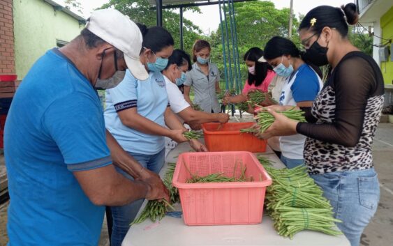 AYUNTAMIENTO DE COSOLEACAQUE LLEVA A CABO COSECHA, FERTILIZACIÓN Y LIMPIEZA DE CULTIVO DE EJOTE