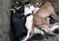 Muerte masiva de perros en Arroyo de Lisa podría deberse a un tema de seguridad