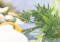 Sala de la Corte declara inconstitucional prohibir siembra de cannabis con fines industriales