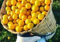 Productores de Naranja protestaran tomando las instalaciones de las jugeras en los próximos días, si no respetan los precios, con su estrategia de No comprar la producción para castigar hasta en 500 pesos por tonelada el precio de la naranja.