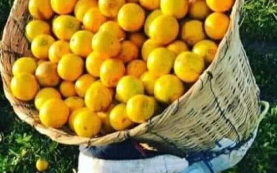 Productores de Naranja protestaran tomando las instalaciones de las jugeras en los próximos días, si no respetan los precios, con su estrategia de No comprar la producción para castigar hasta en 500 pesos por tonelada el precio de la naranja.