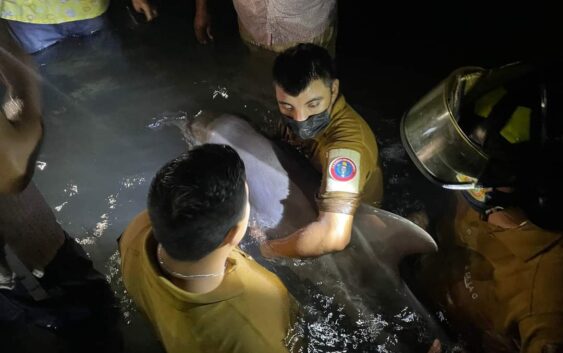 ¡Logran rescatar a delfín de Playa de Coatzacoalcos…!