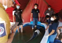 Atiende personal del acuario de Veracruz a delfín que varó ayer