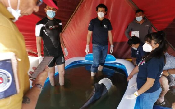 Atiende personal del acuario de Veracruz a delfín que varó ayer